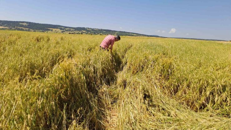 Dolu 25 bin dekar hububatı hasat edilmeyecek düzeye getirdi