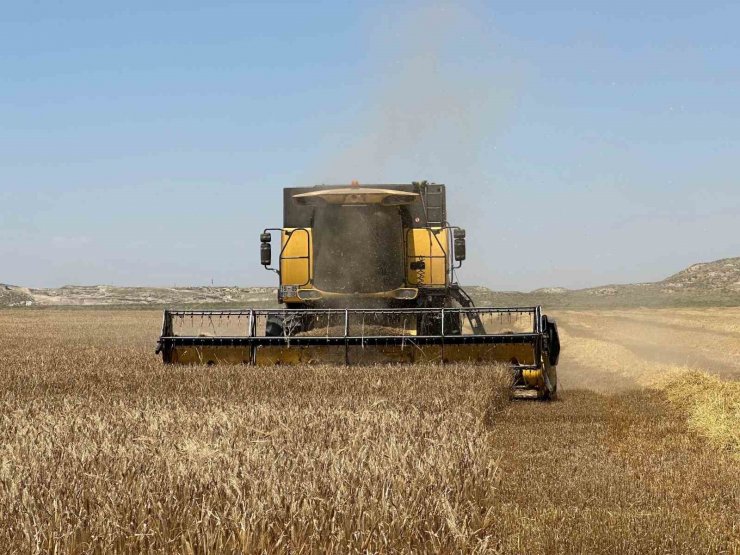 Başkent’te arpa hasadı başladı