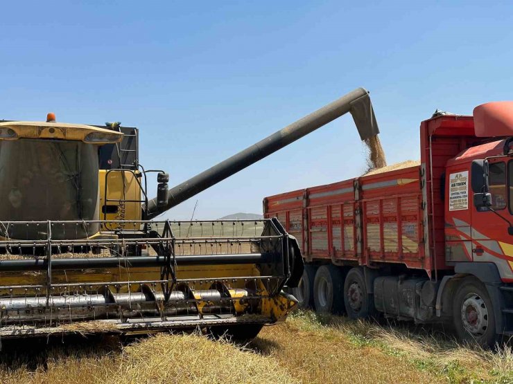 Başkent’te arpa hasadı başladı