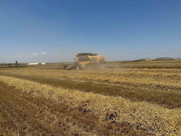 Başkent’te arpa hasadı başladı