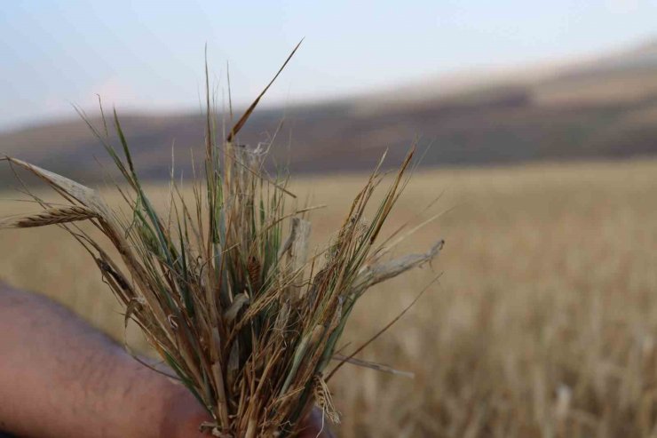 İç Anadolu’daki hasatta kuraklık izleri