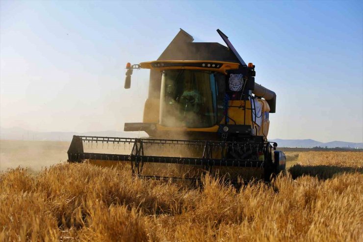 Tahıl ambarı Konya Ovasında arpa hasadı başladı