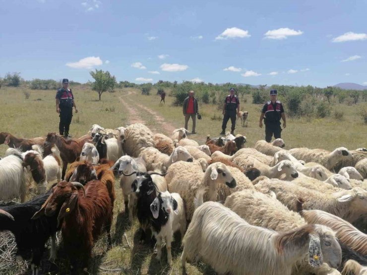 Jandarma kayıp 100 koyunu dron ile 1 saatte buldu