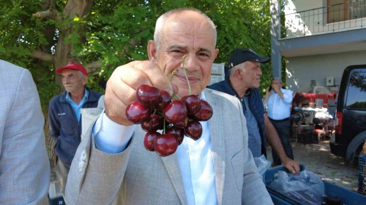 Dünya sofralarını süsleyen Yahyalı kirazının hasadı başladı