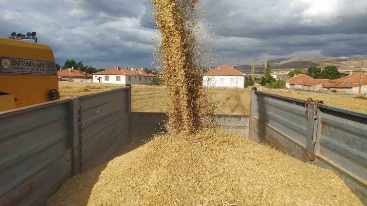 Tahıl ambarında arpa hasadı başladı