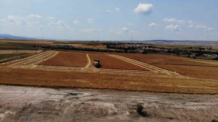 Çiftçi umduğundan daha fazla ürün aldı