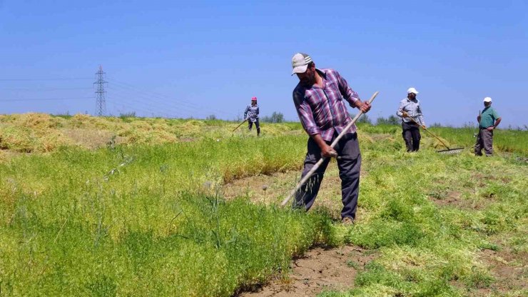 Aylıkları 30 bin liraya geliyor ancak sayıları her geçen gün azalıyor