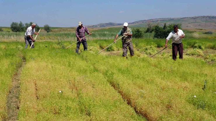 Aylıkları 30 bin liraya geliyor ancak sayıları her geçen gün azalıyor