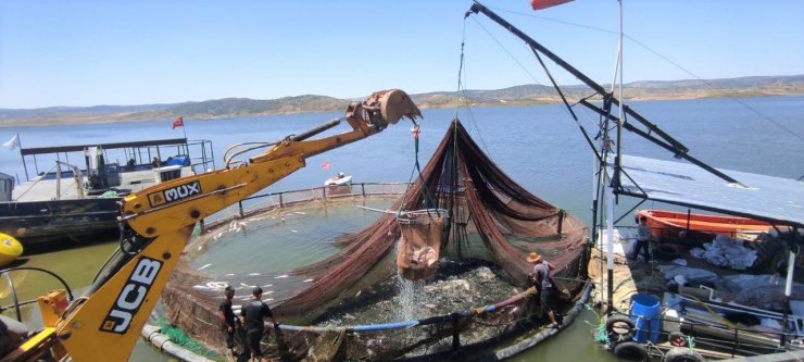 Bozkırın ortasında üretilen balıklar Avrupa’da sofraları süslüyor