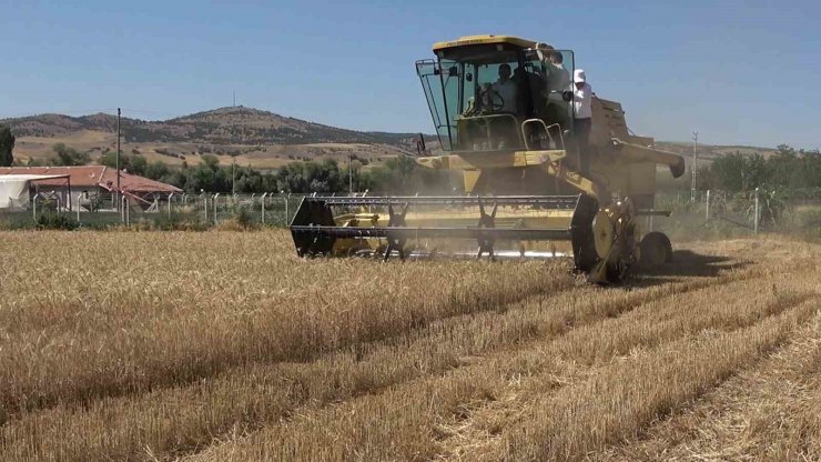 Yüksek rekolte bekleniyor, stratejik ürün buğdayda hasat başladı