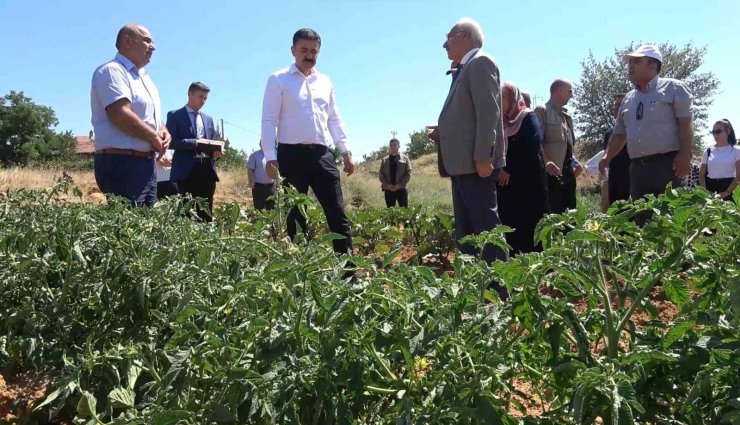 Çiftçilerin ekonomik kazanç kapısı oldu: Ata tohumlarından organik tarım yapıyorlar