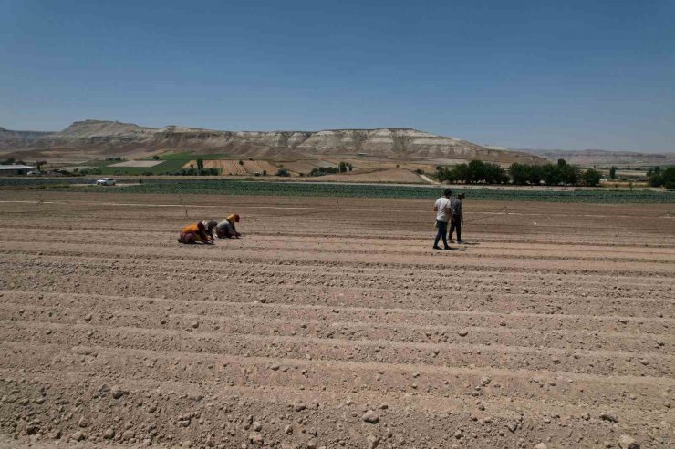 Ankara’nın zorlu iklim yapısına rağmen yetiştirilen brokolinin hasadı başladı