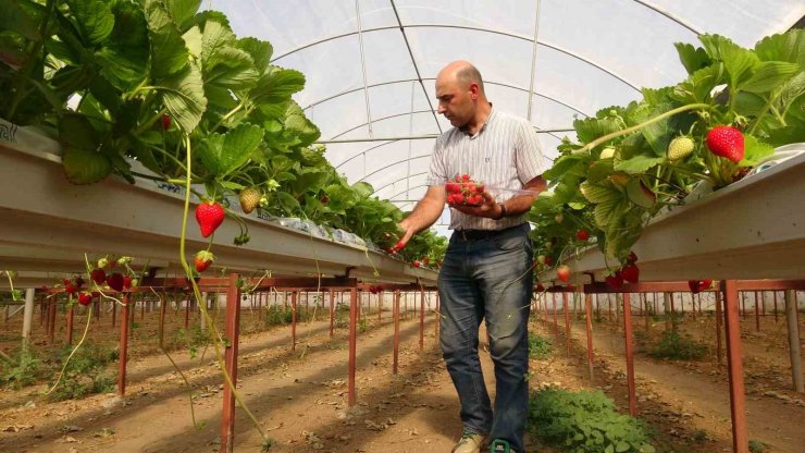 Öğretmenlik okudu, atanamayınca çilek üreticisi oldu