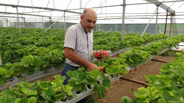 Öğretmenlik okudu, atanamayınca çilek üreticisi oldu