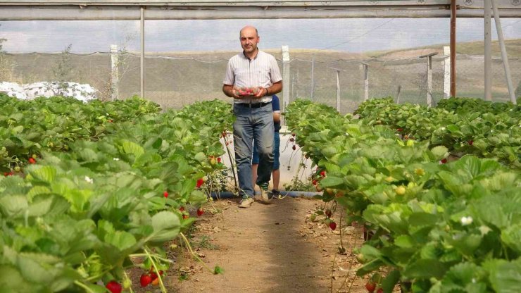 Öğretmenlik okudu, atanamayınca çilek üreticisi oldu