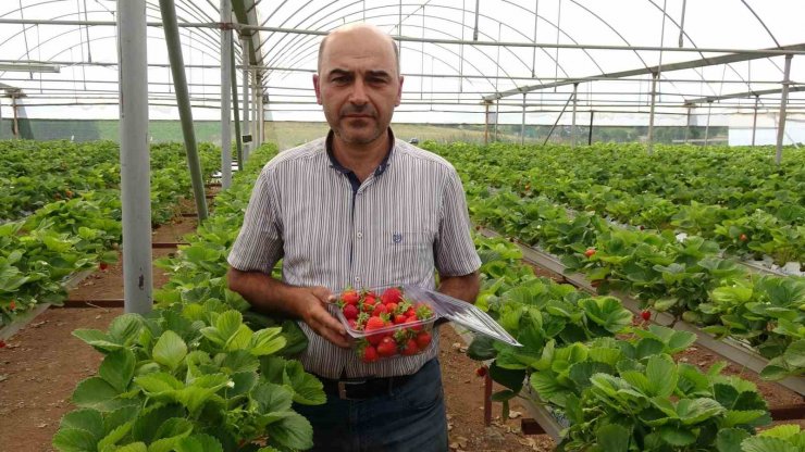 Öğretmenlik okudu, atanamayınca çilek üreticisi oldu