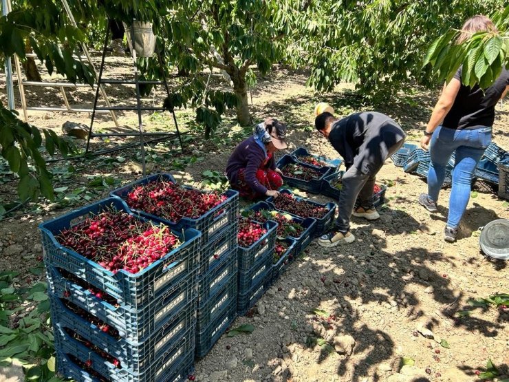 Birçok ülkeye ihraç edilen Mihalıççık kirazında verim yüz güldürdü