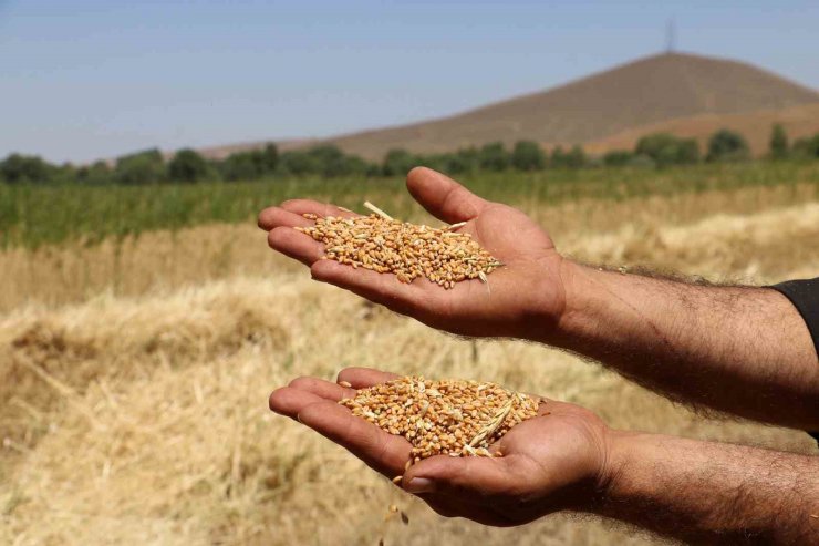 Buğday hasadında yağmur bereketi, geçen yıla göre verim yüzde yüz arttı