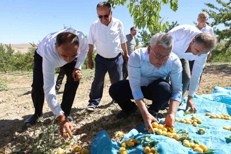 30 bin ton rekolte elde edilen Gürün kayısısı markalaşma yolunda ilerliyor