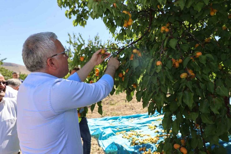 30 bin ton rekolte elde edilen Gürün kayısısı markalaşma yolunda ilerliyor