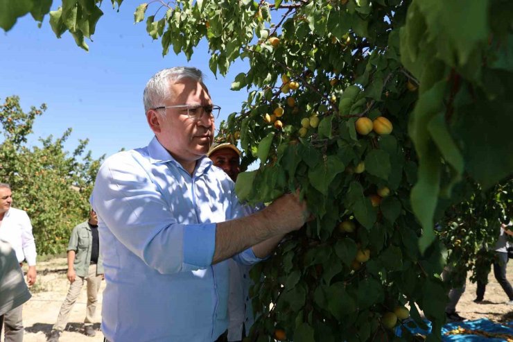 30 bin ton rekolte elde edilen Gürün kayısısı markalaşma yolunda ilerliyor