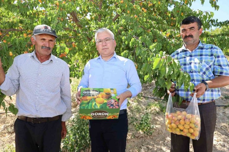 30 bin ton rekolte elde edilen Gürün kayısısı markalaşma yolunda ilerliyor