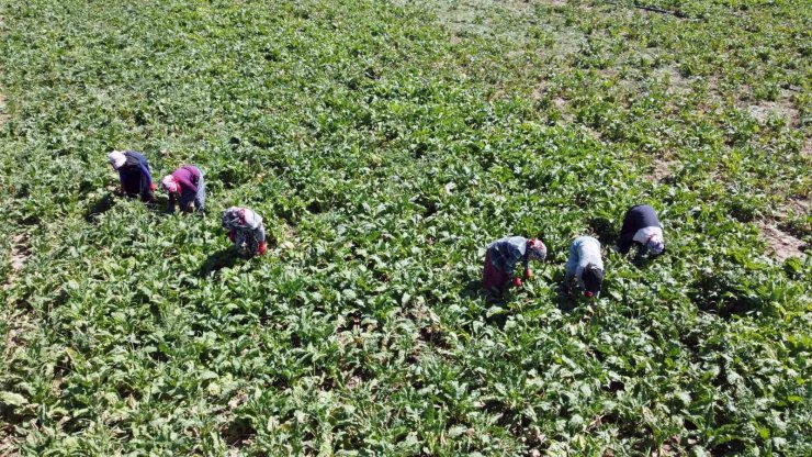 Yozgat’ta mevsimlik tarım işçileri şeker pancarı tarlalarında rızıklarını çıkarıyor