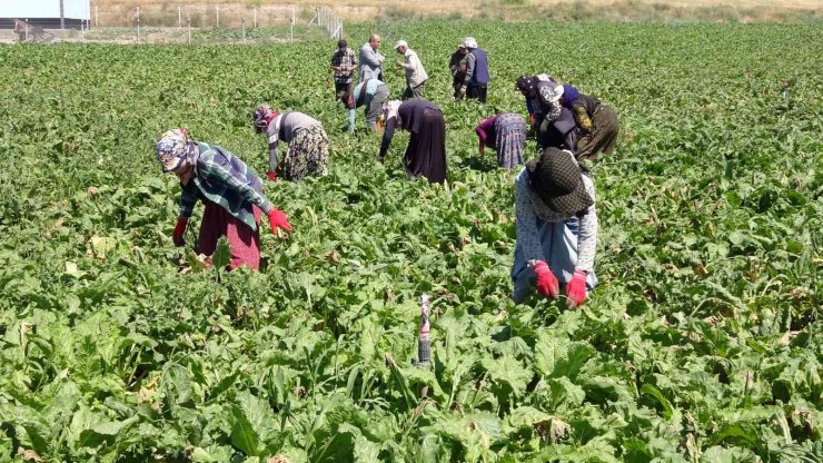 Yozgat’ta mevsimlik tarım işçileri şeker pancarı tarlalarında rızıklarını çıkarıyor