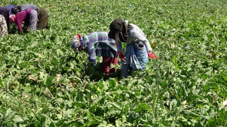 Yozgat’ta mevsimlik tarım işçileri şeker pancarı tarlalarında rızıklarını çıkarıyor