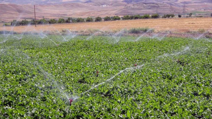 Yozgat’ta mevsimlik tarım işçileri şeker pancarı tarlalarında rızıklarını çıkarıyor