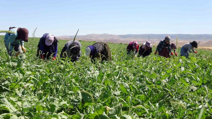 Yozgat’ta mevsimlik tarım işçileri şeker pancarı tarlalarında rızıklarını çıkarıyor