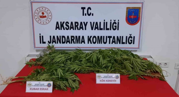 Kenevir ekimi ve uyuşturucu ticaretine jandarma darbesi