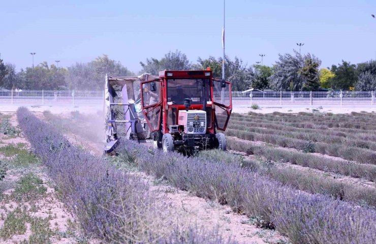 Karatay Lavanta Bahçeleri’nde hasat zamanı