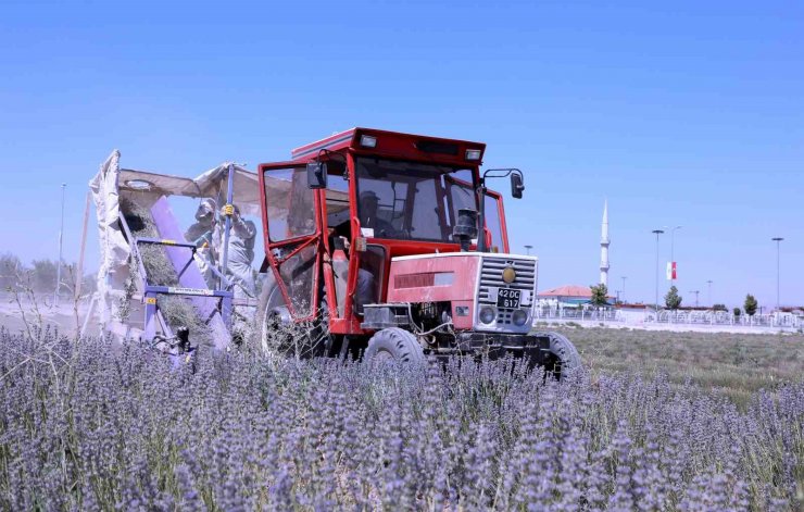 Karatay Lavanta Bahçeleri’nde hasat zamanı