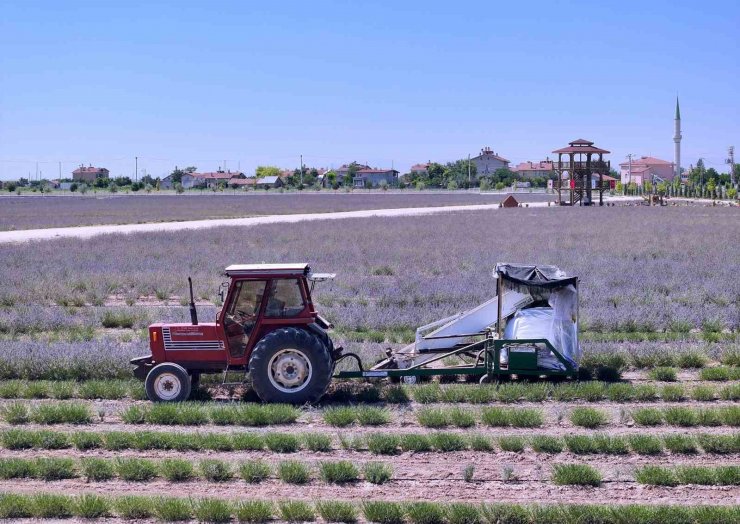 Karatay Lavanta Bahçeleri’nde hasat zamanı