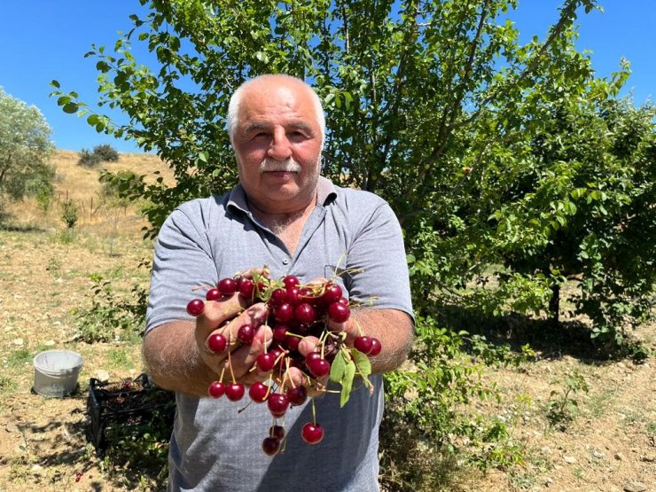 Coğrafi işaretli ‘Çubuk vişnesi’nin hasadı başladı