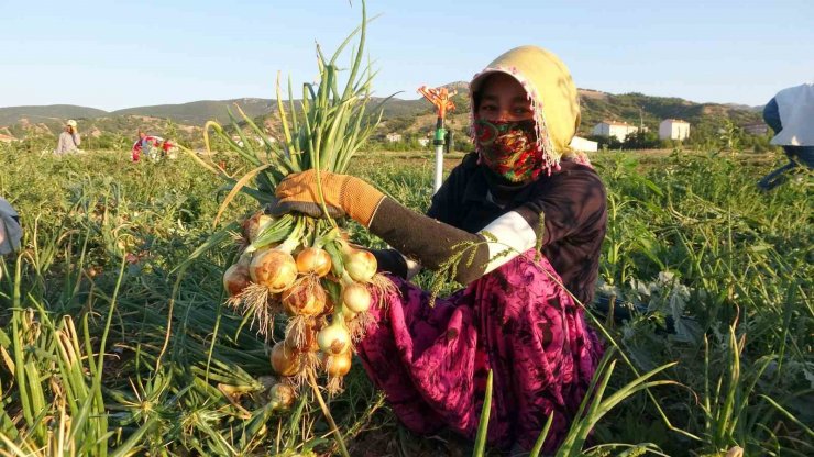 Soğan tarlada 5, tezgahta 15 lira