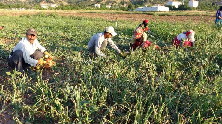 Soğan tarlada 5, tezgahta 15 lira