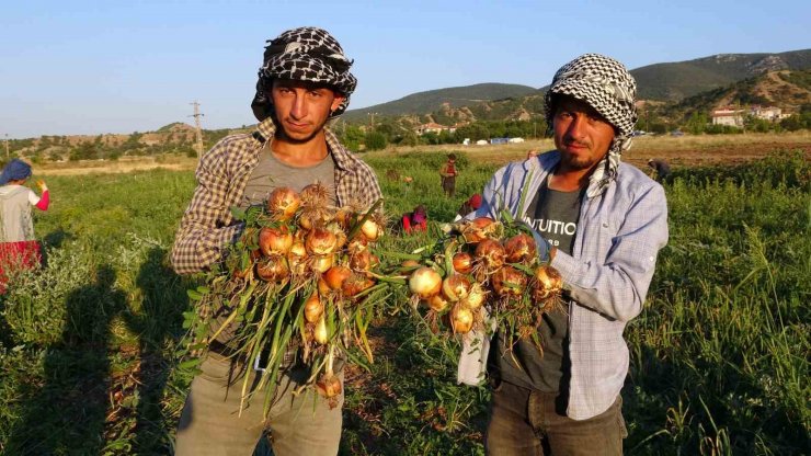 Soğan tarlada 5, tezgahta 15 lira