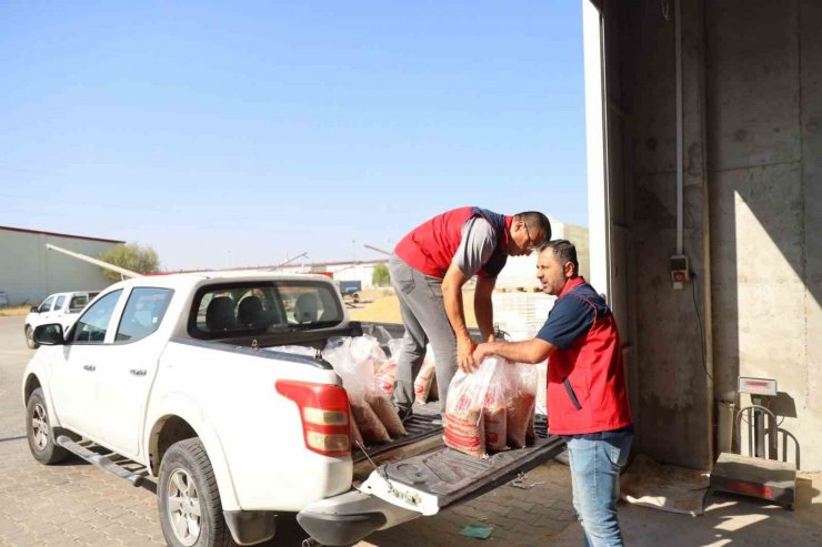 Aksaray Belediyesi hasat ettiği nohutları ihtiyaç sahiplerine ulaştırıyor