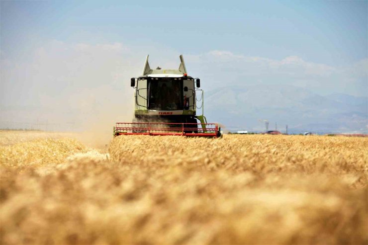 Konya Ovası’ndaki buğday hasadında 2 milyon 400 bin rekolte