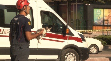 İntihardan vazgeçmek için istediği kedisini metrelerce yüksekten atıp öldürdü