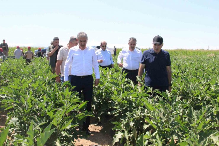 Karaman’da sebze üretimi artıyor