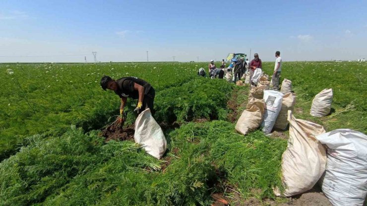 Ekmek paraları için 40 derecede tarlada mesai yapıyorlar