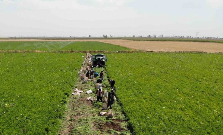 Ekmek paraları için 40 derecede tarlada mesai yapıyorlar