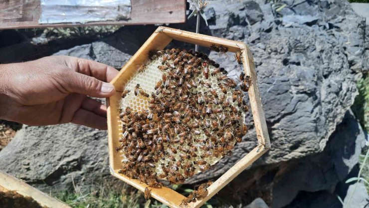 2 bin 500 rakımlı yaylalarda aile boyu arı mesaisi