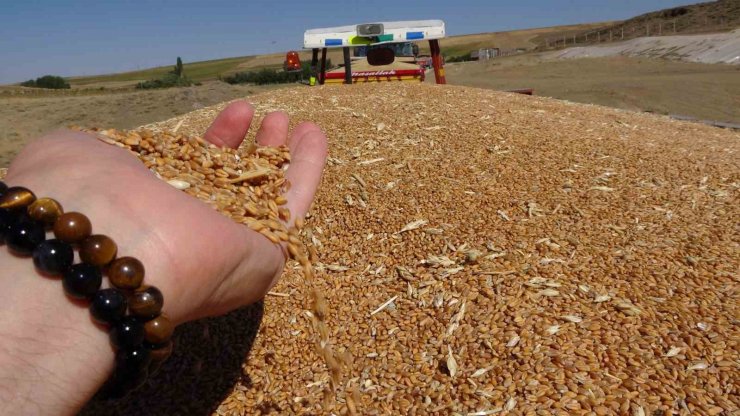 Yozgat il merkezinde TMO günlük bin ton hububat alımı yapıyor