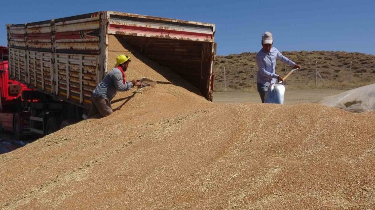 Yozgat il merkezinde TMO günlük bin ton hububat alımı yapıyor