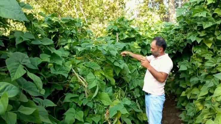 Ata tohumuyla yetiştirilen ‘Araplı fasulyesi’ hasadı başladı