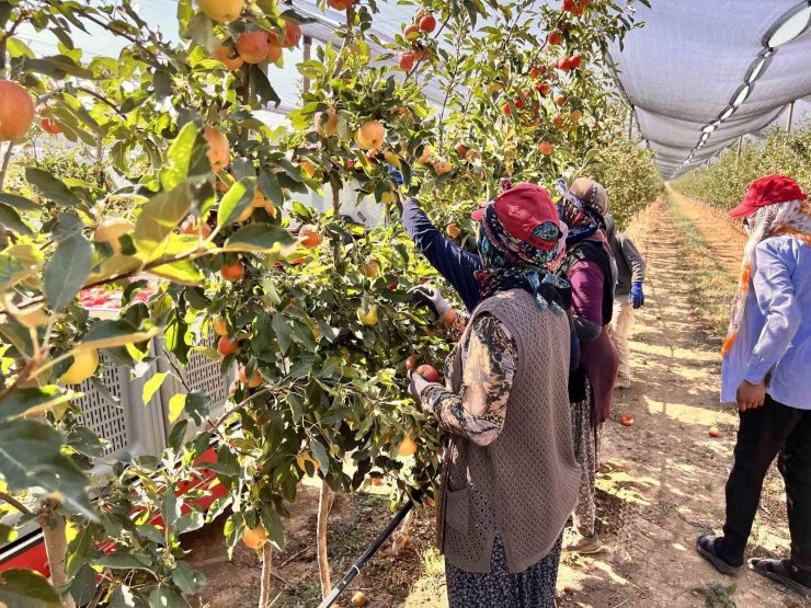 Niğde’de bu yıl 650 bin ton elma rekoltesi bekleniyor